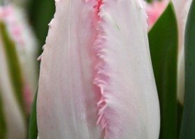 Tulipa Haïti (3)